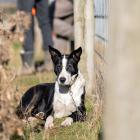 A working dog on a Pāmu farm. PHOTOS: SUPPLIED

