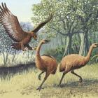 A Giant Haast's eagle attacks two New Zealand moa. Image: John Megahan