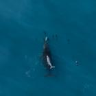 Humpback mother supporting its new born calf in Kaikoura 