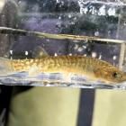 The Clutha flathead galaxias is a critically endangered species found only in Central Otago....