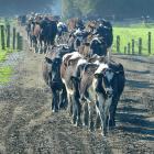 A sharp rise in dairy farms sales reflects rising farmer confidence in Southland and Canterbury....