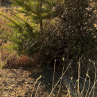 Wild pine is spreading rapidly. Photo: Central Otago Wilding Conifer Group