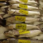 Anglers from across Otago and Southland are expected to enter next Saturday’s 44th annual...