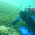 Divers started work at Lake Wakatipu this week, conducting monitoring and hand-weeding operations...