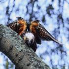 A pair of kākā were photographed in Oamaru public gardens. PHOTO: EMMA PATON