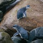 The Waitaki District Council is supporting the blue penguin/korora in the Bird of the Year...