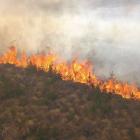 A dense young pine infestation being burned during the control burn trial held in Central Otago...