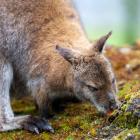 A Bennett’s wallaby foraging the forest floor. PHOTO: SUPPLIED
