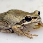 Ensure your garden includes plenty of food sources for birds, insects, reptiles and amphibians...