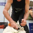 Chris Vickers was the 2024 open shearing champion at the 2024 New Zealand Merino Shearing and...