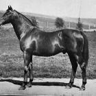 Elderslie stud, near Oamaru, and successful sires Paper Money (left) and Boniform. — Otago...
