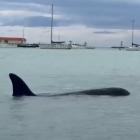 An orca spotted in Oamaru Harbour. PHOTO: JEREMY HOLDING