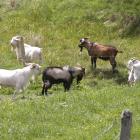 Centre stage, where they have always been, Queenstown’s feral goats. PHOTO: TRACEY ROXBURGH