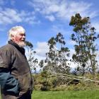 Tuapeka Mouth farmer Ken Rishworth (top) in front of gum trees he planted about 40 years ago,...