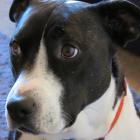 Guy Fawkes Day brings a risk of stress-induced injuries to pets. PHOTO: COURIER FILES

