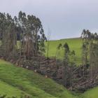 The winds that tore through the South on October 23 downed trees and power poles, leaving many...