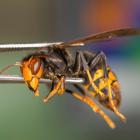 A yellow-legged hornet. Photo: Getty Images