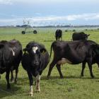 New Zealand’s international edge in dairying will need to be underpinned by sustainable practices...
