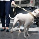 Air New Zealand staff have been injured while trying to load heavier pets. Photo: File image / Getty