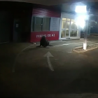 A large sea lion makes its way through the drive-thru at Preens Drycleaning, in Dunedin. PHOTO:...