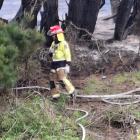 A firefighter works to extinguish a hedge fire in Woodend, Southland. PHOTOS: SUPPLIED

