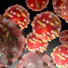 Photo: Supplied/US CDC