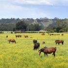 Photo: Stephen Jaquiery