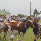 A bovine parade was led by Wyndham A&amp;P Society president Brooke Cameron. Photo: Gerrit...