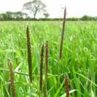Black grass is a major unwanted weed pest for Canterbury arable growers with isolated outbreaks...