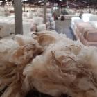 New Zealand is looking abroad to source fine wool. Photo: Allied Media files