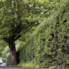 The Opoho Rd holly hedge at Dunedin Botanic Garden. PHOTO: GERARD O’ BRIEN