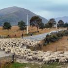 Photo: Stephen Jaquiery