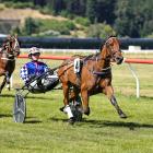 Racey Krusa will be trying to win five on the trott in the Highway Services Handicap Trot at...