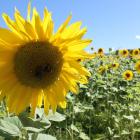 Sitting on 1.5ha of land, Hook’s Sunflower farm was well supported by locals and tourists and it...