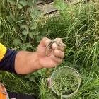 The southern grass skinks have been rehomed for the bridge construction project. PHOTO: SUPPLIED