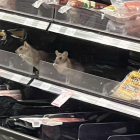 The South Dunedin supermarket was closed for 18 days in February last year following numerous...