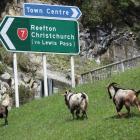 Feral goats graze on grass near Cobden bridge, less that 200m from the Greymouth CBD. They are a...