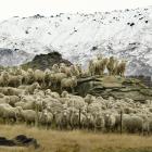 French fashion house Chanel has bought a stake in Lammermoor Station, in Central Otago. The...