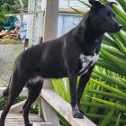 Hera was attacked by a neighbourhood dog while out on a walk with her owner around Hawksbury...