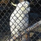 Jimmy the cockatoo. PHOTOS: DANIEL BIRCHFIELD