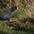 Takahē get out to explore their new home at the base of Farewell Spit. PHOTOS: DOC