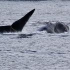 The Southern right whale was seen entangled in the craypot line on Saturday. Photo: Doc
