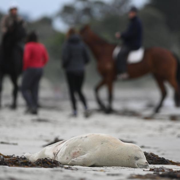 A crabeater seal relaxes on a beach north of Dunedin yesterday. Photo: Gerard O'Brien