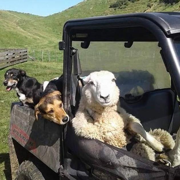 Worried for his sheep's safety, Josh Jackson decided to buckle him up! Photo: Josh Jackson via NZ...