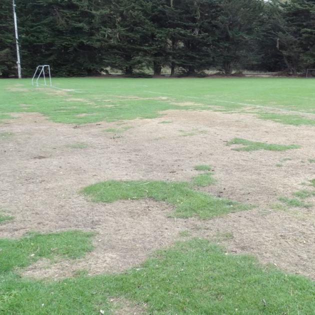 The geese graze their way across the playing fields, eating a lot of grass and damaging the surface. Photo by Brenda Harwood. The geese graze their way across the playing fields, eating a lot of grass and damaging the surface. Photo by Brenda Harwood.