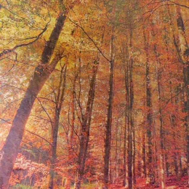 "Autumn trees, Three Mile Hill", by Murray Crawford.