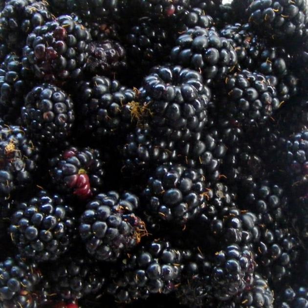 Fruiting branches of blackberries can be removed.