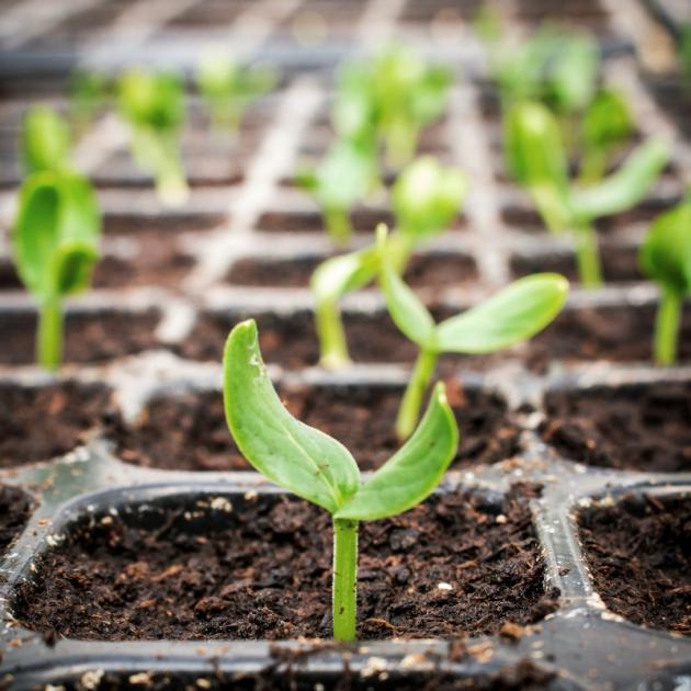 Care needs to be taken with seedlings. Photo: Getty Images 