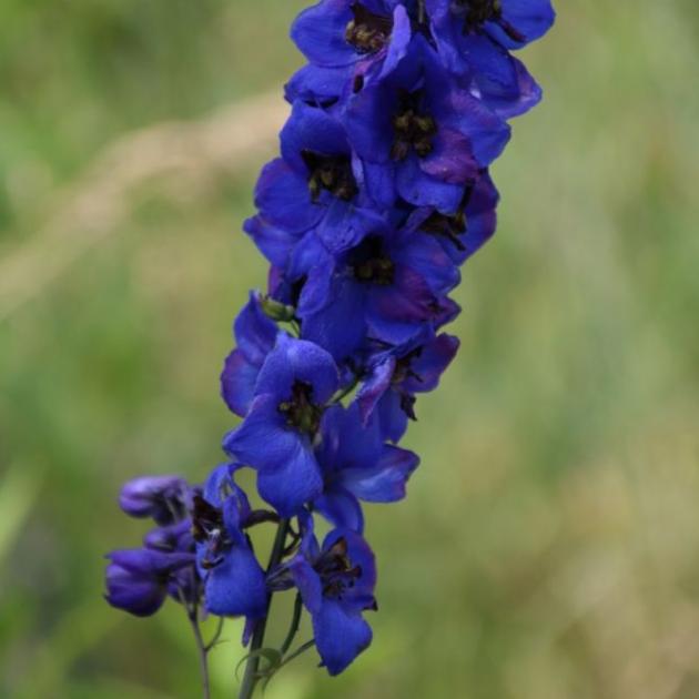 Delphiniums are easy to grow from seed. Photo: Reuters