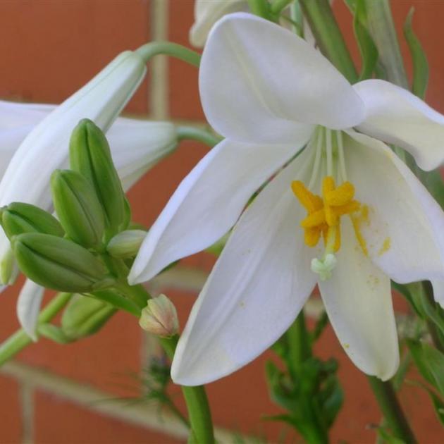 Be sure to cut  flower stems from Madonna lilies at ground level to prevent the spread of botrytis. Photo: Gillian Vine